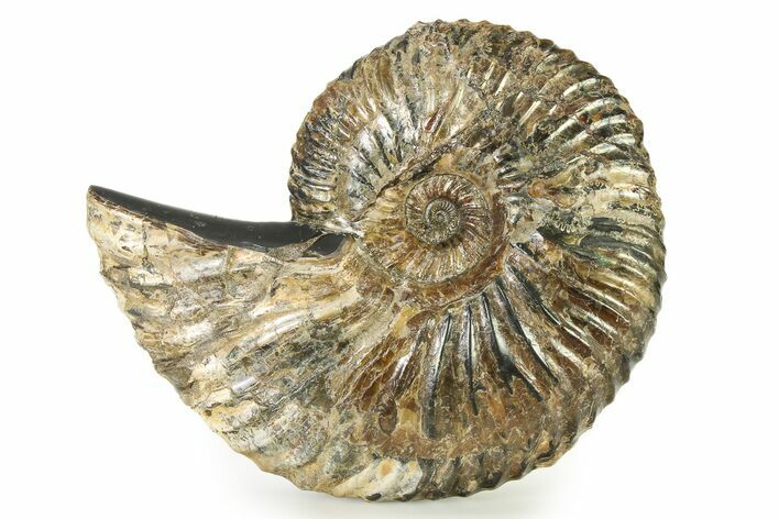 Iridescent Ammonite (Deshayesites) Fossil #317663